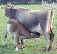 Animal Land - Tourism Hervey Bay