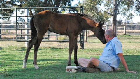 Twin Palms Cottage - Hervey Bay Accommodation 5