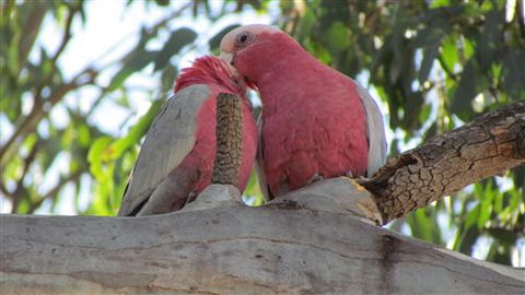 River Gardens Bed And Breakfast Farmstay - Hervey Bay Accommodation 6