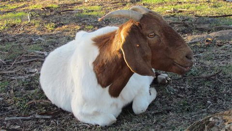 River Gardens Bed And Breakfast Farmstay - Hervey Bay Accommodation 5