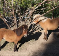 Cloud End Farmstay - Hervey Bay Accommodation