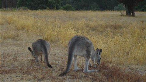 Kunala Chalet - Pinnacle Valley Resort - Hervey Bay Accommodation 3