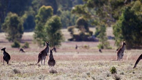 Wartook Rise Mudbrick Cabins - Hervey Bay Accommodation 1