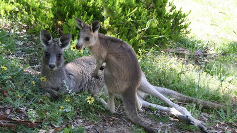 The Escarpment - Hervey Bay Accommodation 6