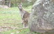 Halls Gap Hideaway - thumb 3