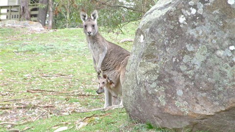 Halls Gap Hideaway - Hervey Bay Accommodation 3