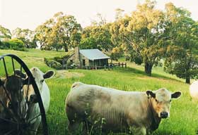 Adelaide Hills Country Cottages - Gum Tree Cottage - Hervey Bay Accommodation 1