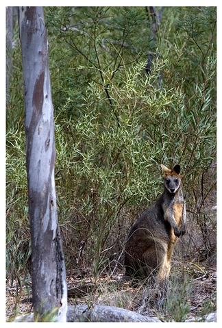 Alivio Tourist Park Canberra - Tourism Hervey Bay 12