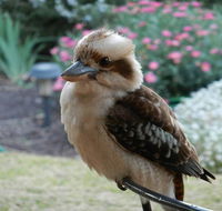 Glenbar Cottage - Hervey Bay Accommodation