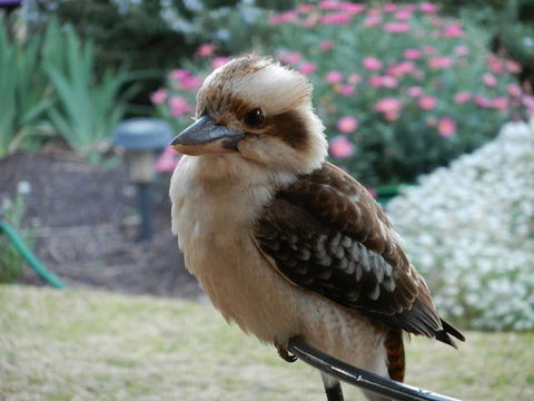 Glenbar Cottage - Hervey Bay Accommodation 0