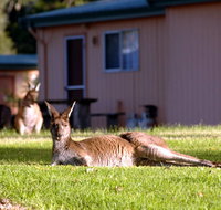 Kalgan River Chalets  Caravan Park - Hervey Bay Accommodation