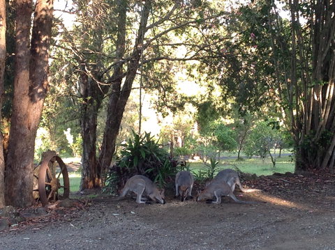 Maleny Country Cottages - Hervey Bay Accommodation 5