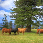 Shearwater Scenic Villas - Hervey Bay Accommodation 6