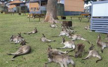 Durras Lake North Holiday Park - Hervey Bay Accommodation 4