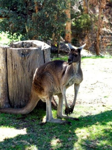 Toodyay Holiday Park & Chalets - Hervey Bay Accommodation 3