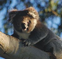 Bimbi Park Camping Under Koalas - Hervey Bay Accommodation
