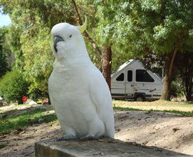Glamping In The Grampians - Halls Gap Lakeside Tourist Park - Hervey Bay Accommodation 2