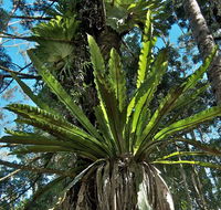 Rummery Park campground - Hervey Bay Accommodation