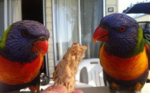 Sapphire Sun Eco Holiday Village - Eden - Hervey Bay Accommodation 2