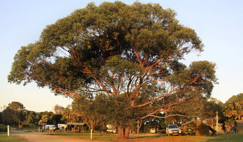 The Ruins Campground And Picnic Area - Hervey Bay Accommodation 1