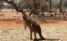 Mungo Lodge Tours And Accommodation - Hervey Bay Accommodation 4