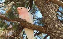 Mungo Lodge Tours And Accommodation - Hervey Bay Accommodation 5