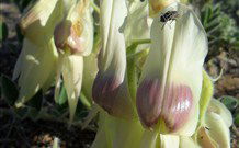 The Family Hotel - Tibooburra - Hervey Bay Accommodation 2