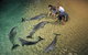 Tangalooma Wild Dolphin Resort - thumb 0