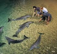 Tangalooma Wild Dolphin Resort