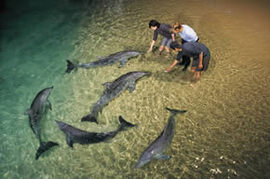 Tangalooma Wild Dolphin Resort - Hervey Bay Accommodation 0
