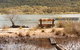 Glenhope Alpacas Bed And Breakfast - thumb 1