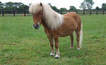 Red Hill Organics Farmstay - Hervey Bay Accommodation 6