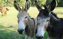 Red Hill Organics Farmstay - Hervey Bay Accommodation 5