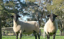 Red Hill Organics Farmstay - Hervey Bay Accommodation 7