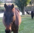 Reynella Kosciusko Rides Accommodation - Tourism Hervey Bay