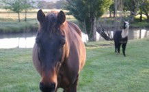Reynella Kosciusko Rides Accommodation - Hervey Bay Accommodation 0