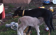 Venterfair Rural Retreat - Hervey Bay Accommodation 8