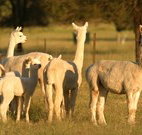 Waterfall Way Farmstay - Hervey Bay Accommodation