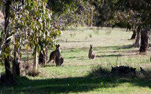 Amazing Country Escapes - Lakeview Luxury Cabins - Hervey Bay Accommodation 2