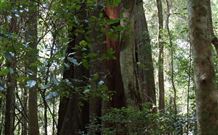 Cougal Park Bed And Breakfast - Hervey Bay Accommodation 5