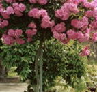 Eden Bed and Breakfast - Hervey Bay Accommodation