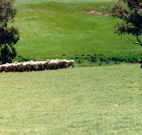 Gooromon Park Cottages - Tourism Hervey Bay