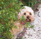 Shelton-Lea Bed and Breakfast - Hervey Bay Accommodation