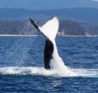 Snug Cove Bed and Breakfast - Hervey Bay Accommodation