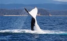 Snug Cove Bed And Breakfast - Hervey Bay Accommodation 0