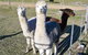 Sunrise Bed And Breakfast - thumb 4