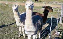 Sunrise Bed And Breakfast - Hervey Bay Accommodation 4