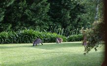 Yallambee Bed And Breakfast - Tourism Hervey Bay 4