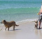 A Paradise Bungalow Waterfront - Hervey Bay Accommodation