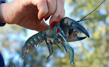 Valley View Cottage Hunter Valley - Hervey Bay Accommodation 3